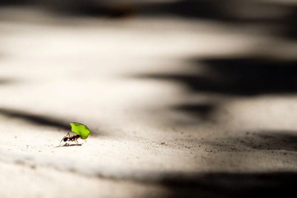Postcovid, riscoprirsi antifragili per andare oltre le incertezze