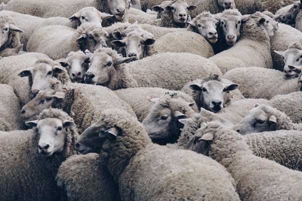 Controvirus | Difendersi dall’effetto gregge